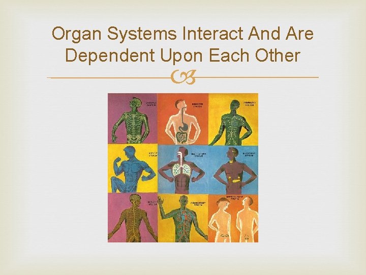 Organ Systems Interact And Are Dependent Upon Each Other 