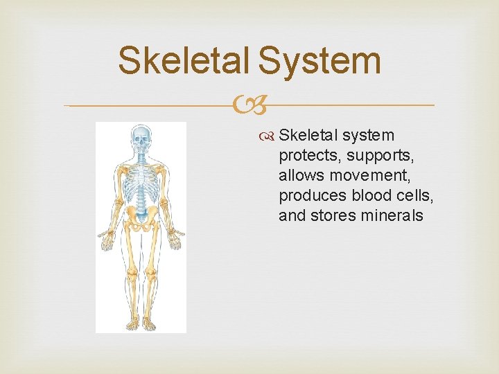 Skeletal System Skeletal system protects, supports, allows movement, produces blood cells, and stores minerals