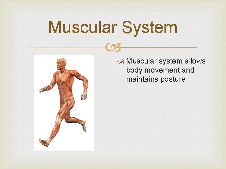 Muscular System Muscular system allows body movement and maintains posture 