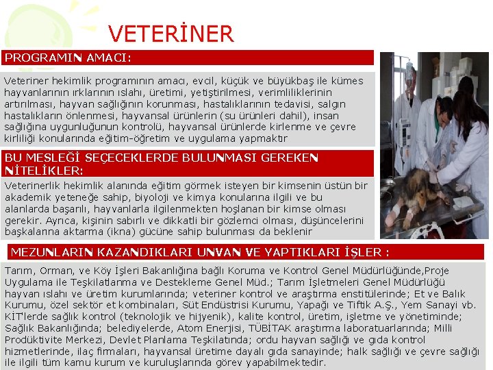 VETERİNER PROGRAMIN AMACI: Veteriner hekimlik programının amacı, evcil, küçük ve büyükbaş ile kümes hayvanlarının