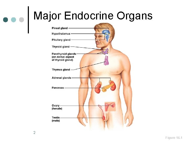 Major Endocrine Organs 2 Figure 16. 1 