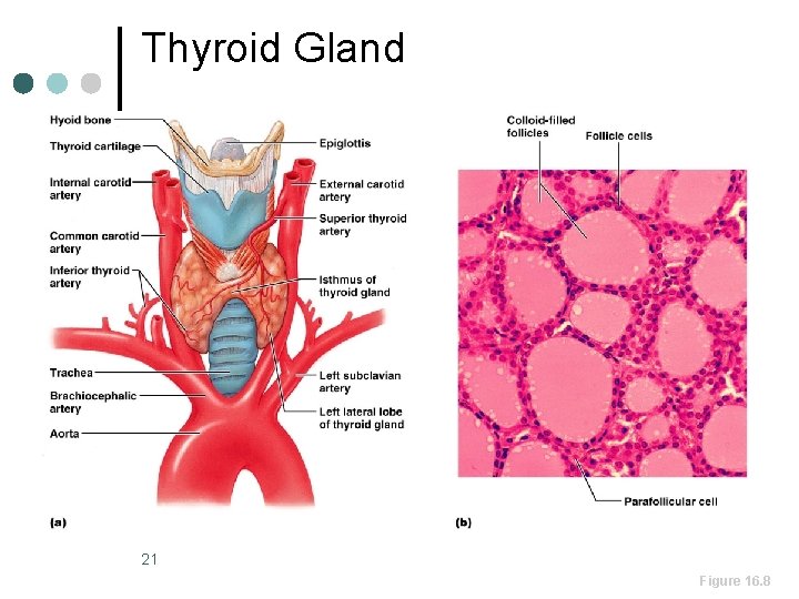 Thyroid Gland 21 Figure 16. 8 