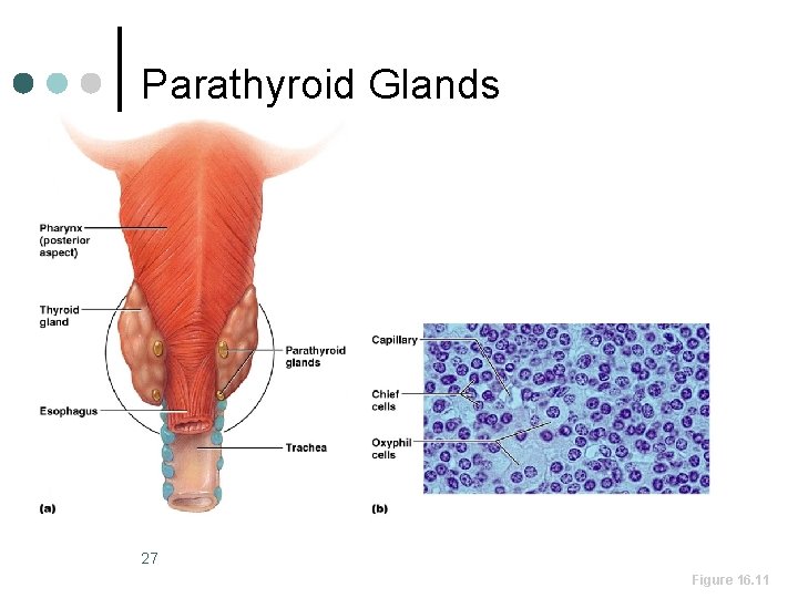 Parathyroid Glands 27 Figure 16. 11 