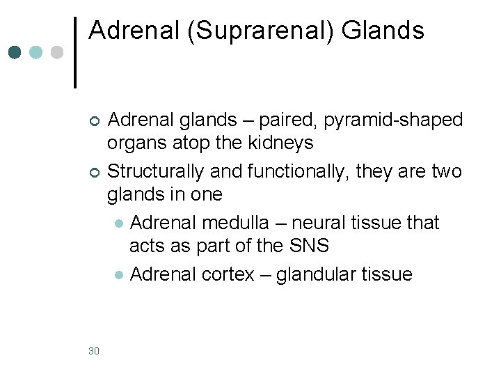 Adrenal (Suprarenal) Glands ¢ ¢ 30 Adrenal glands – paired, pyramid-shaped organs atop the