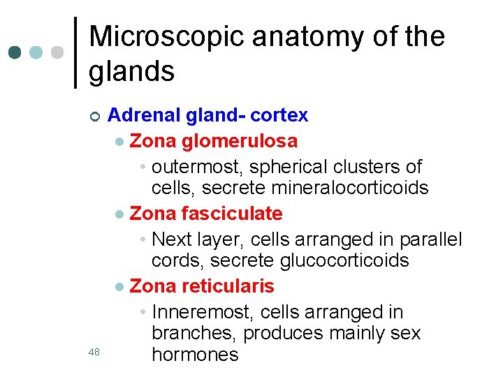 Microscopic anatomy of the glands ¢ 48 Adrenal gland- cortex l Zona glomerulosa •