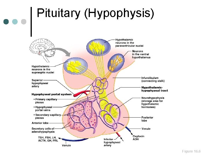 Pituitary (Hypophysis) 7 Figure 16. 6 