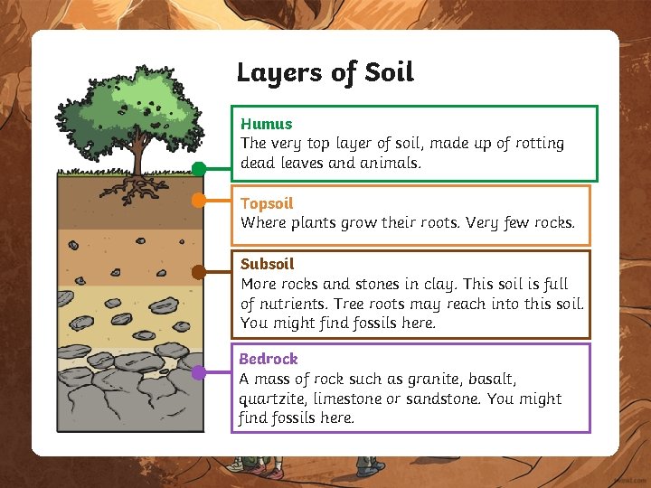 Layers of Soil Humus The very top layer of soil, made up of rotting