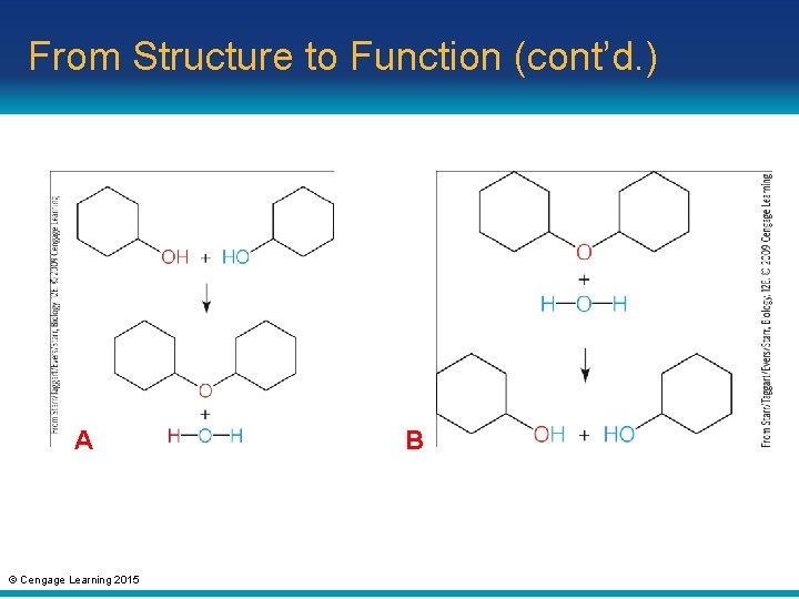 From Structure to Function (cont’d. ) A © Cengage Learning 2015 B 