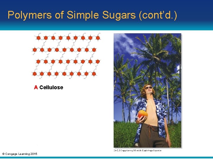 Polymers of Simple Sugars (cont’d. ) A Cellulose © Cengage Learning 2015 
