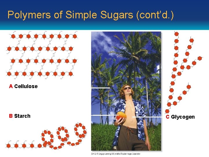 Polymers of Simple Sugars (cont’d. ) A Cellulose B Starch C Glycogen 