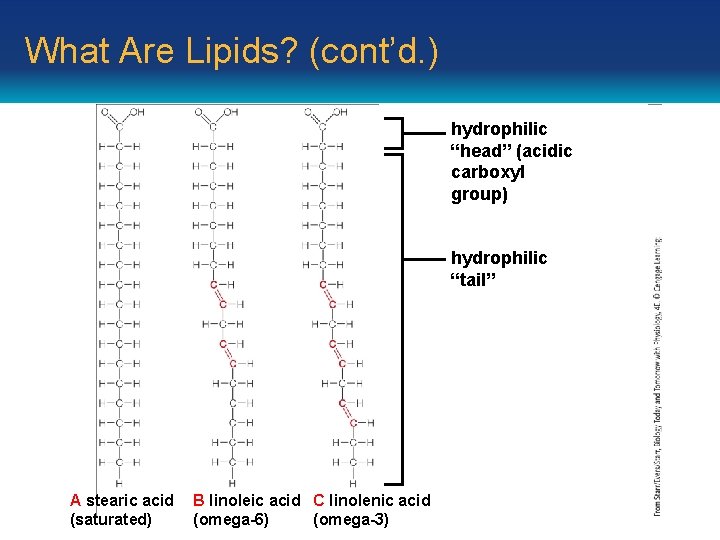 What Are Lipids? (cont’d. ) hydrophilic “head” (acidic carboxyl group) hydrophilic “tail” A stearic