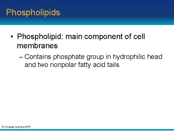 Phospholipids • Phospholipid: main component of cell membranes – Contains phosphate group in hydrophilic