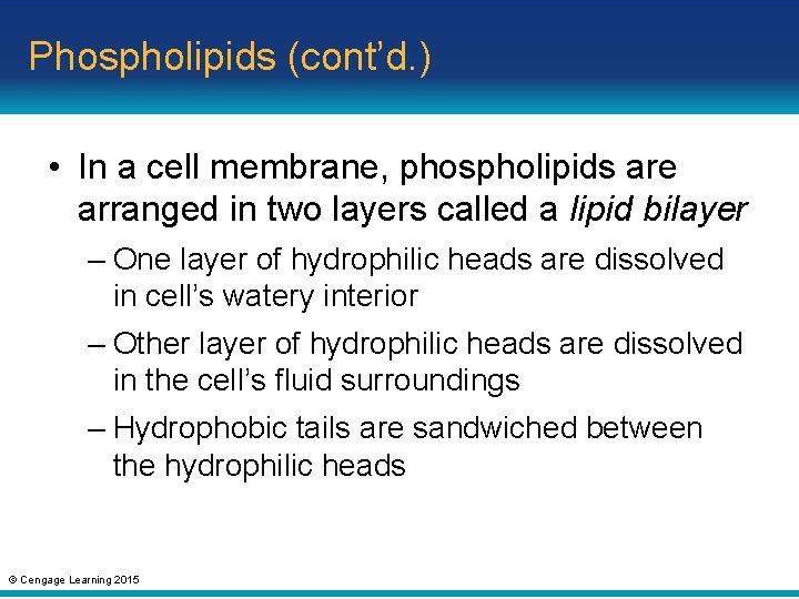 Phospholipids (cont’d. ) • In a cell membrane, phospholipids are arranged in two layers