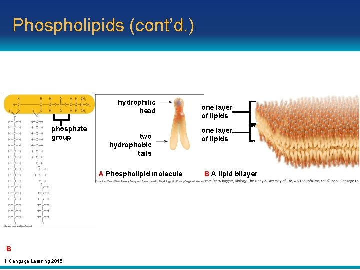 Phospholipids (cont’d. ) hydrophilic head phosphate group two hydrophobic tails A Phospholipid molecule B