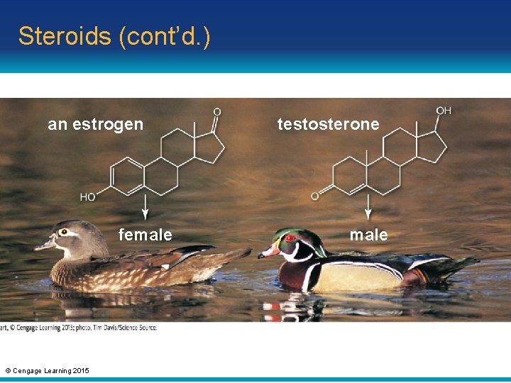 Steroids (cont’d. ) an estrogen female © Cengage Learning 2015 testosterone male 