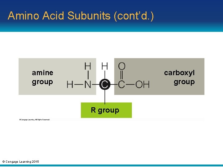 Amino Acid Subunits (cont’d. ) amine group carboxyl group R group © Cengage Learning