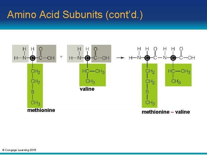 Amino Acid Subunits (cont’d. ) valine methionine © Cengage Learning 2015 methionine – valine