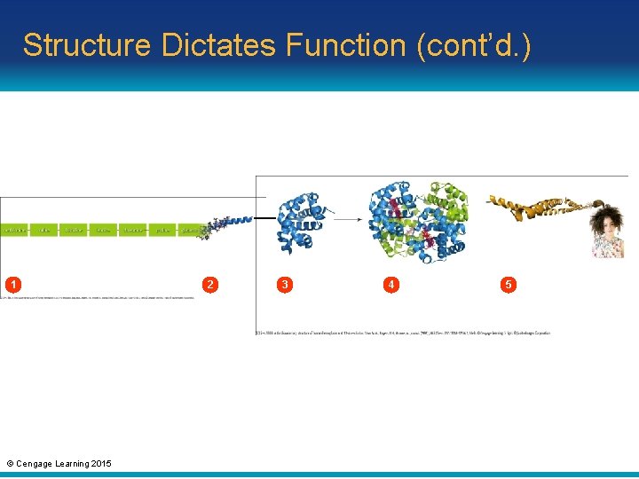 Structure Dictates Function (cont’d. ) 1 © Cengage Learning 2015 2 3 4 5