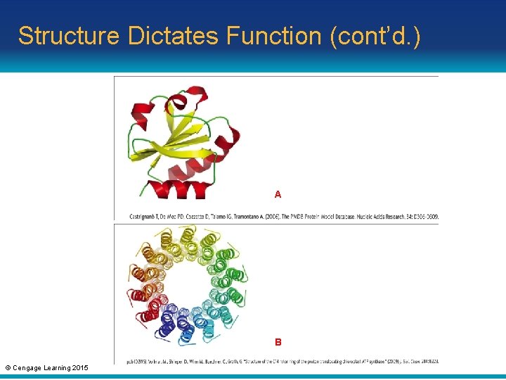 Structure Dictates Function (cont’d. ) A B © Cengage Learning 2015 