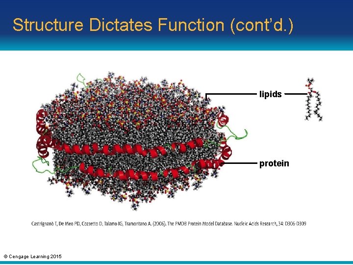 Structure Dictates Function (cont’d. ) lipids protein © Cengage Learning 2015 