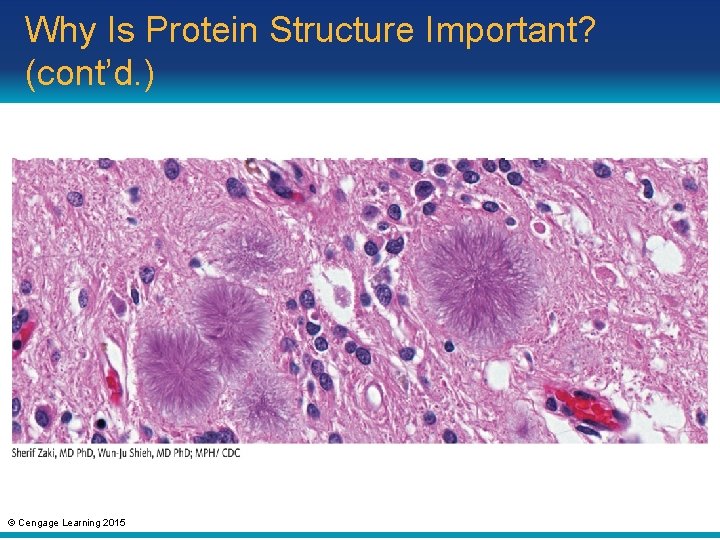 Why Is Protein Structure Important? (cont’d. ) © Cengage Learning 2015 