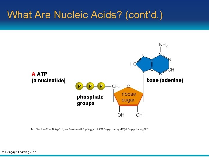 What Are Nucleic Acids? (cont’d. ) A ATP (a nucleotide) base (adenine) phosphate groups