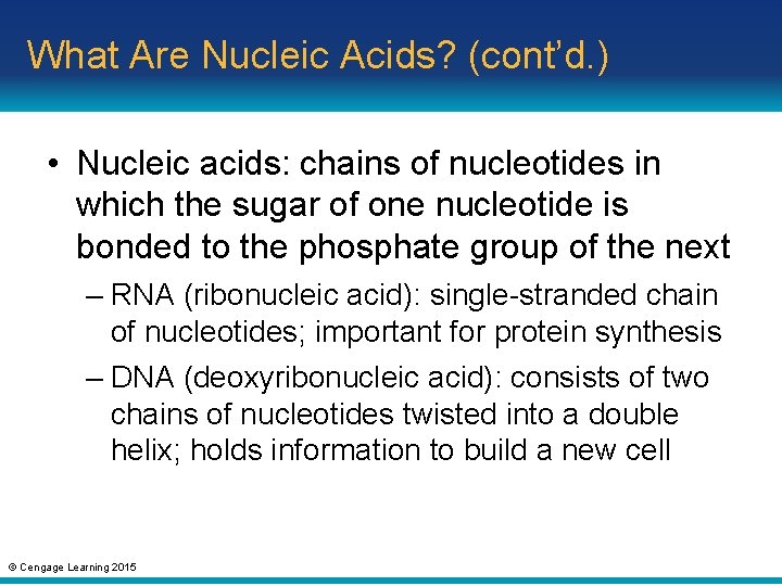 What Are Nucleic Acids? (cont’d. ) • Nucleic acids: chains of nucleotides in which