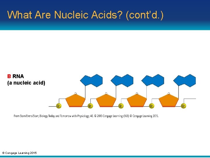 What Are Nucleic Acids? (cont’d. ) B RNA (a nucleic acid) © Cengage Learning