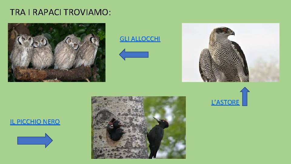 TRA I RAPACI TROVIAMO: GLI ALLOCCHI L’ASTORE IL PICCHIO NERO 