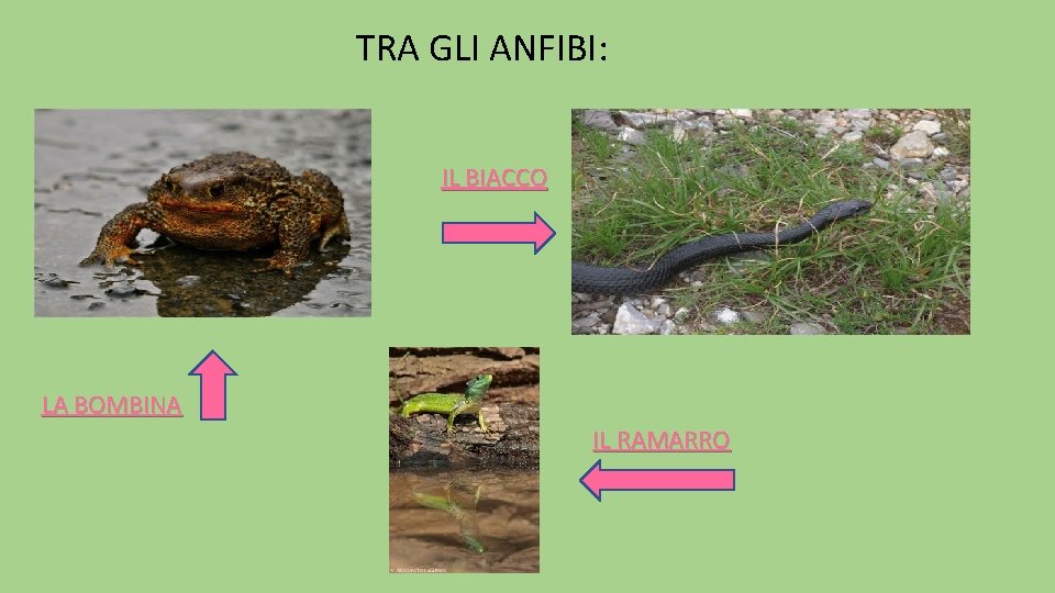 TRA GLI ANFIBI: IL BIACCO LA BOMBINA IL RAMARRO 