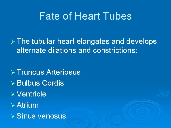 Fate of Heart Tubes Ø The tubular heart elongates and develops alternate dilations and