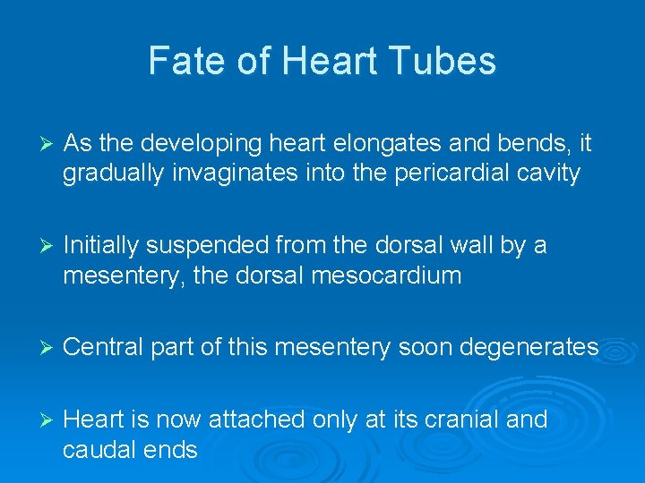 Fate of Heart Tubes Ø As the developing heart elongates and bends, it gradually