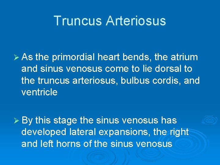 Truncus Arteriosus Ø As the primordial heart bends, the atrium and sinus venosus come