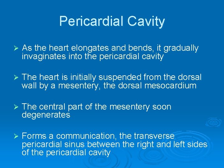 Pericardial Cavity Ø As the heart elongates and bends, it gradually invaginates into the
