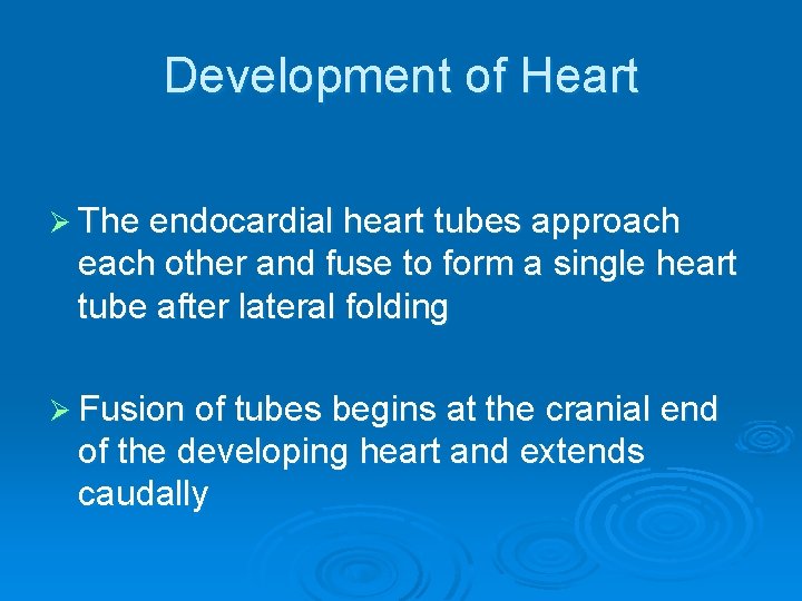 Development of Heart Ø The endocardial heart tubes approach each other and fuse to