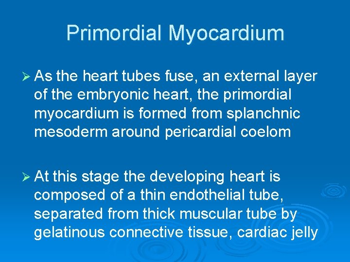 Primordial Myocardium Ø As the heart tubes fuse, an external layer of the embryonic