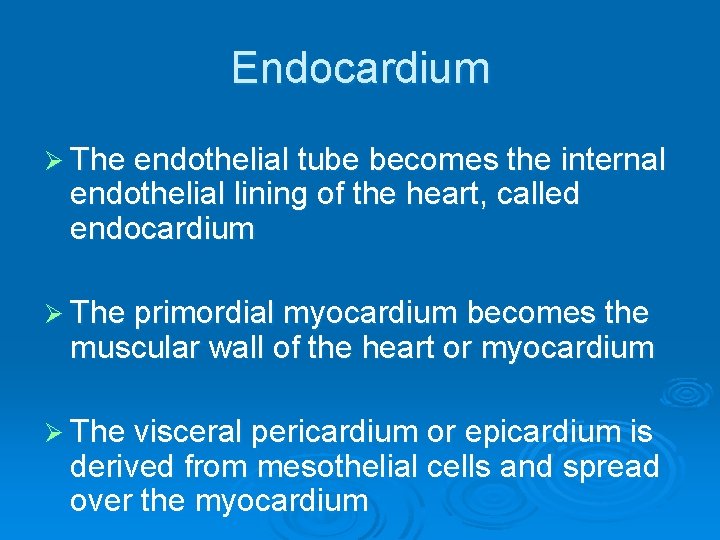 Endocardium Ø The endothelial tube becomes the internal endothelial lining of the heart, called