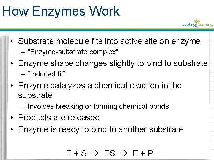 How Enzymes Work • Substrate molecule fits into active site on enzyme – “Enzyme-substrate