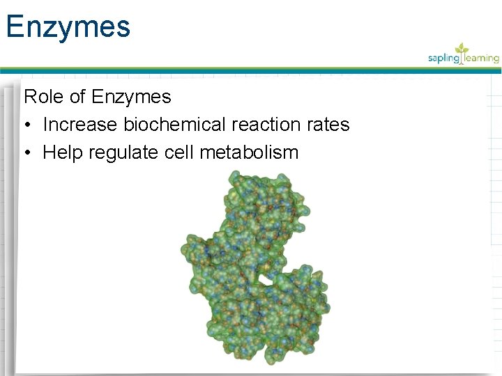 Enzymes Role of Enzymes • Increase biochemical reaction rates • Help regulate cell metabolism