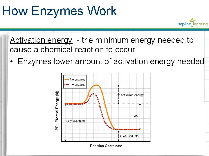 How Enzymes Work Activation energy - the minimum energy needed to cause a chemical