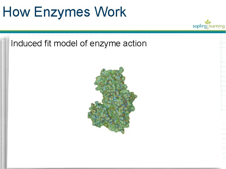 How Enzymes Work Induced fit model of enzyme action 