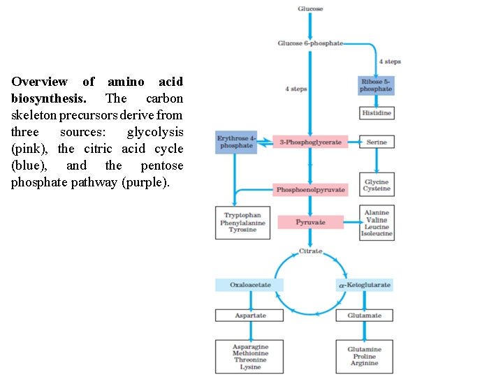 Overview of amino acid biosynthesis. The carbon skeleton precursors derive from three sources: glycolysis