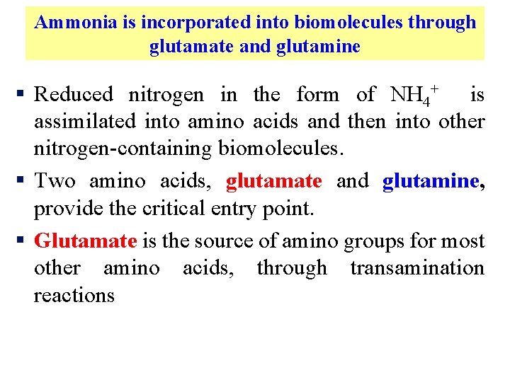 Ammonia is incorporated into biomolecules through glutamate and glutamine § Reduced nitrogen in the