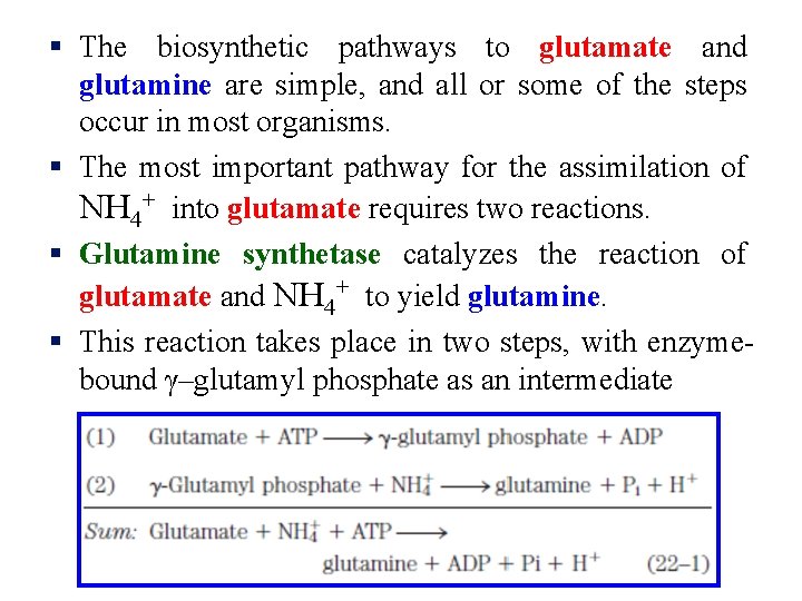 § The biosynthetic pathways to glutamate and glutamine are simple, and all or some