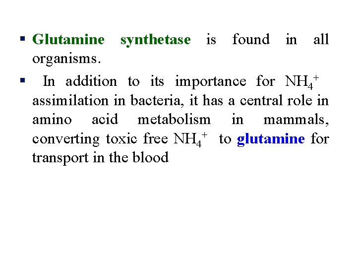 § Glutamine synthetase is found in all organisms. § In addition to its importance