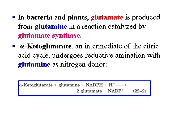 § In bacteria and plants, glutamate is produced from glutamine in a reaction catalyzed