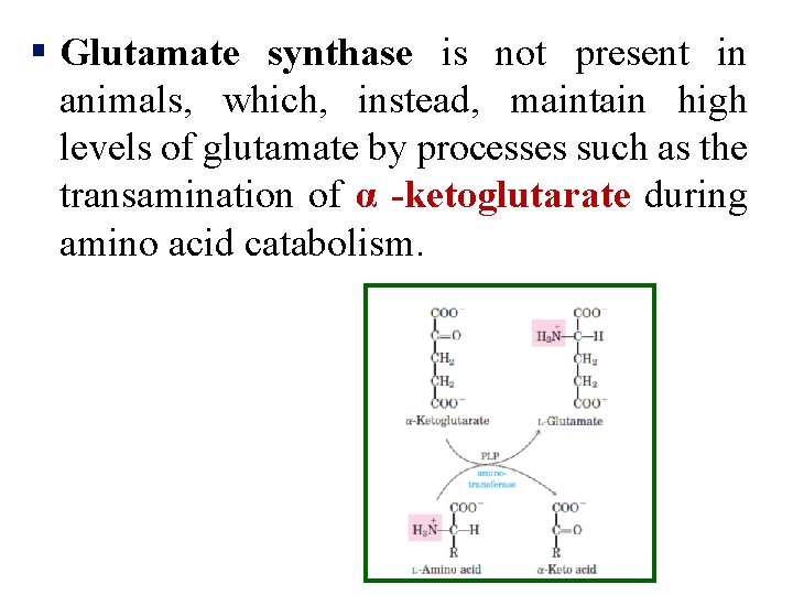 § Glutamate synthase is not present in animals, which, instead, maintain high levels of