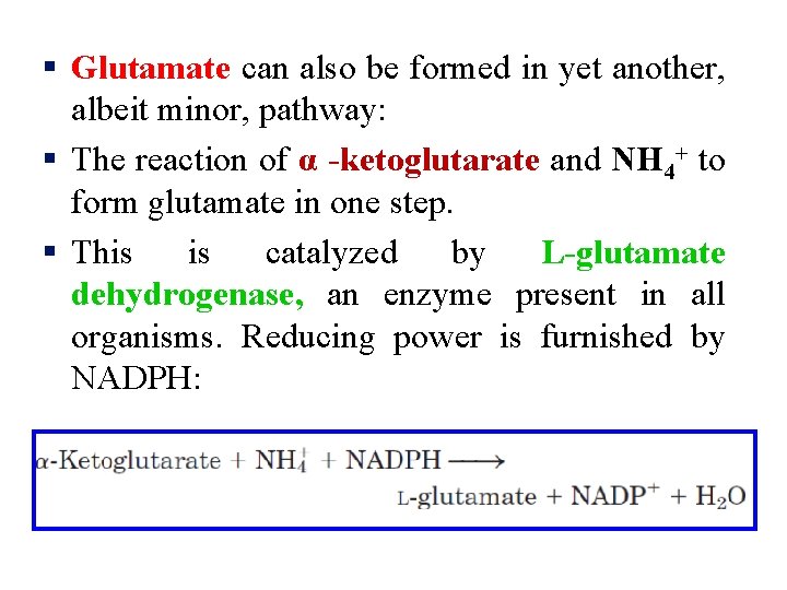 § Glutamate can also be formed in yet another, albeit minor, pathway: § The