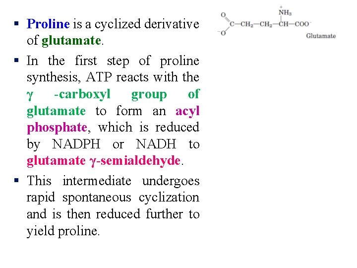 § Proline is a cyclized derivative of glutamate. § In the first step of