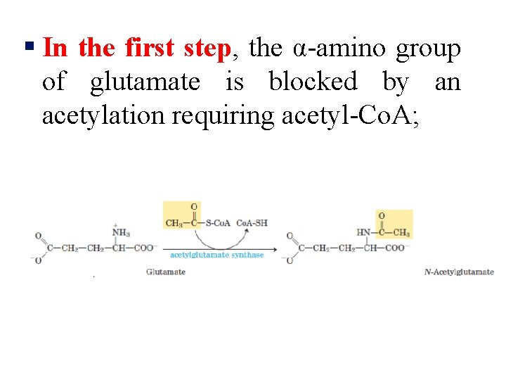 § In the first step, the α-amino group of glutamate is blocked by an